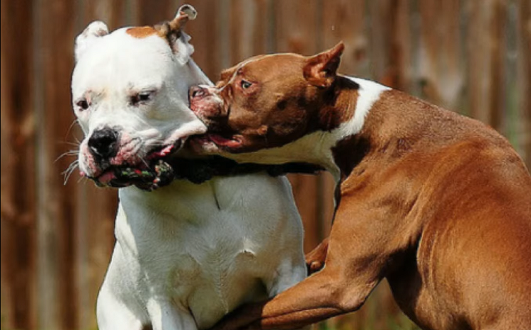 pitbull dogs fighting