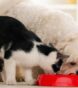 why do dogs eat cat poop