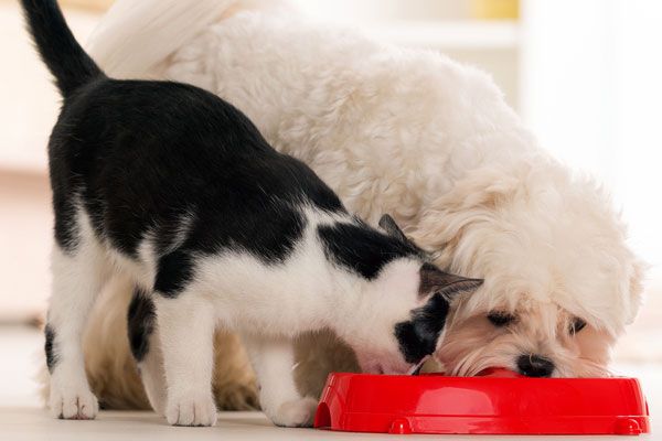 Dog eating 2025 cat poop outside