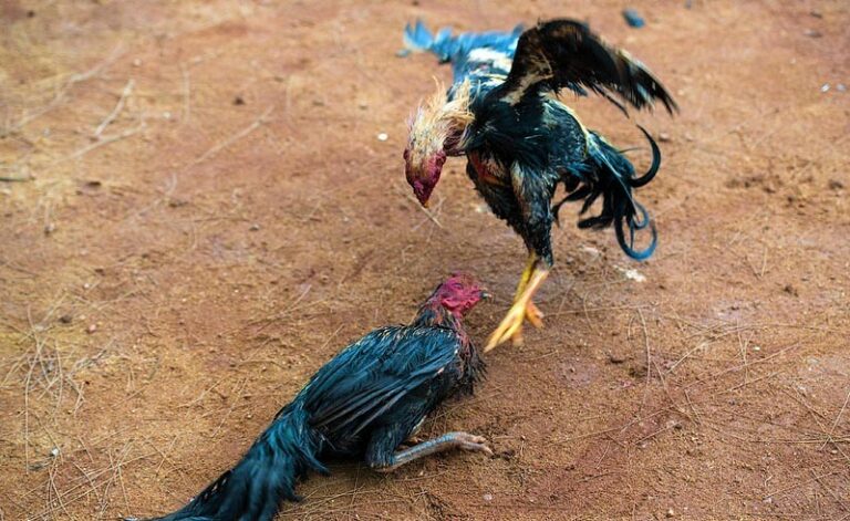 Cockfighting Appalling Reality Behind This Blood Sport