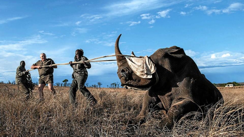 hunted to extinction
wildlife extintion