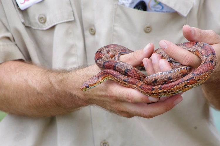 most popular pet in the uk