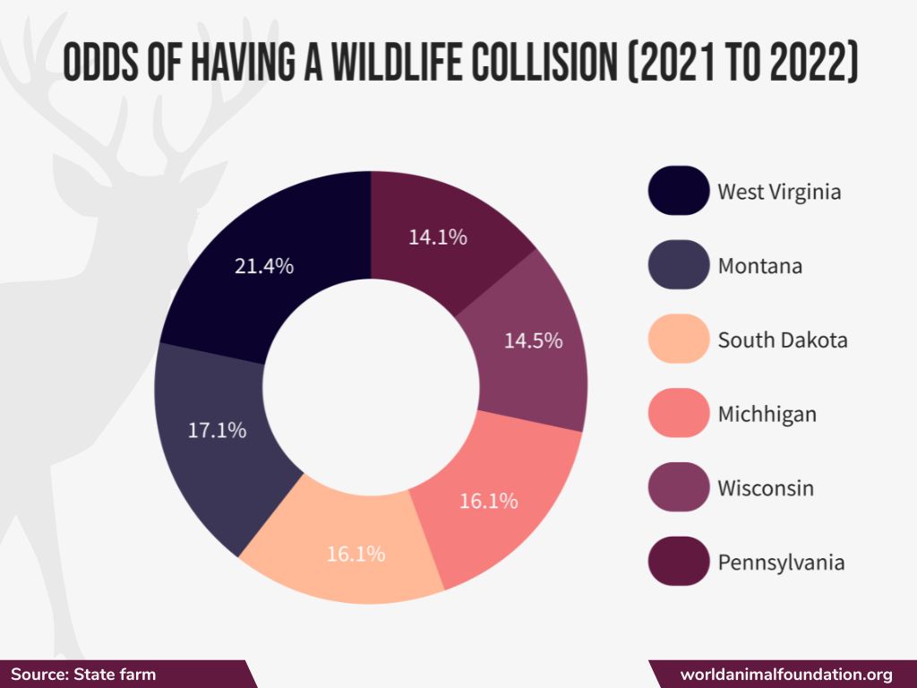 odds of having a wildlife collision