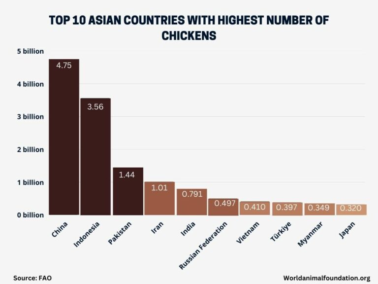 How Many Chickens Are In The World? Facts From The Frontline