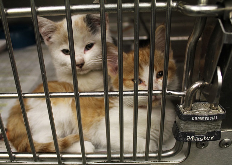 how many cats adopted from animal shelter