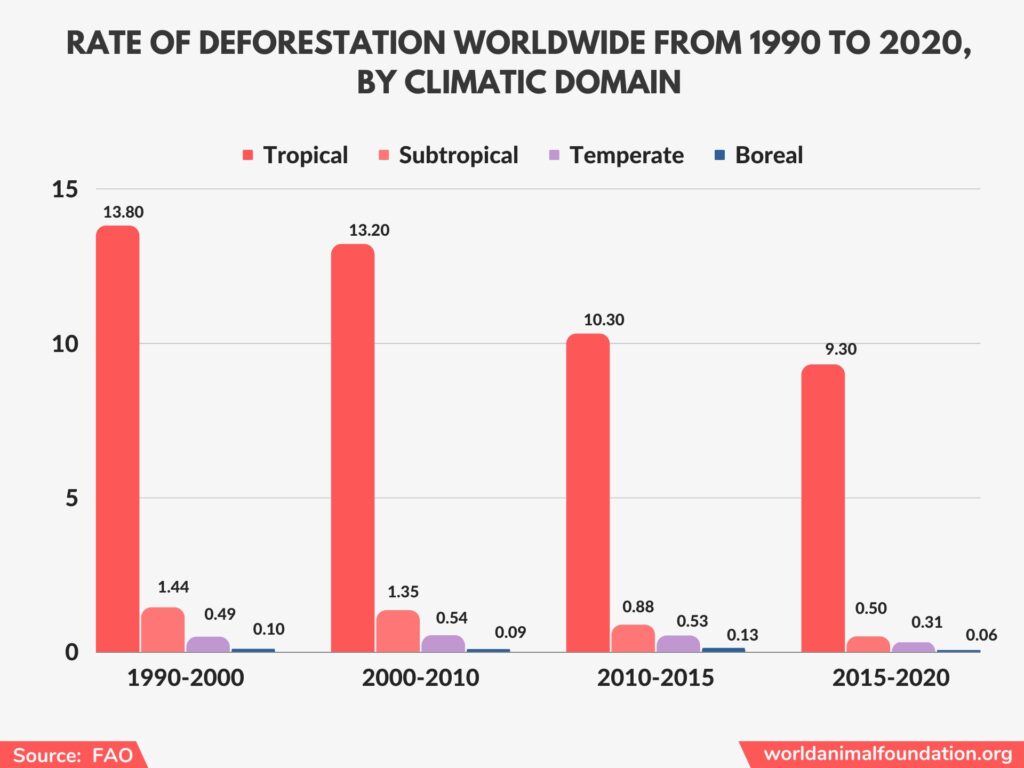 Devastating Deforestation Statistics: Impact Of Forest Loss