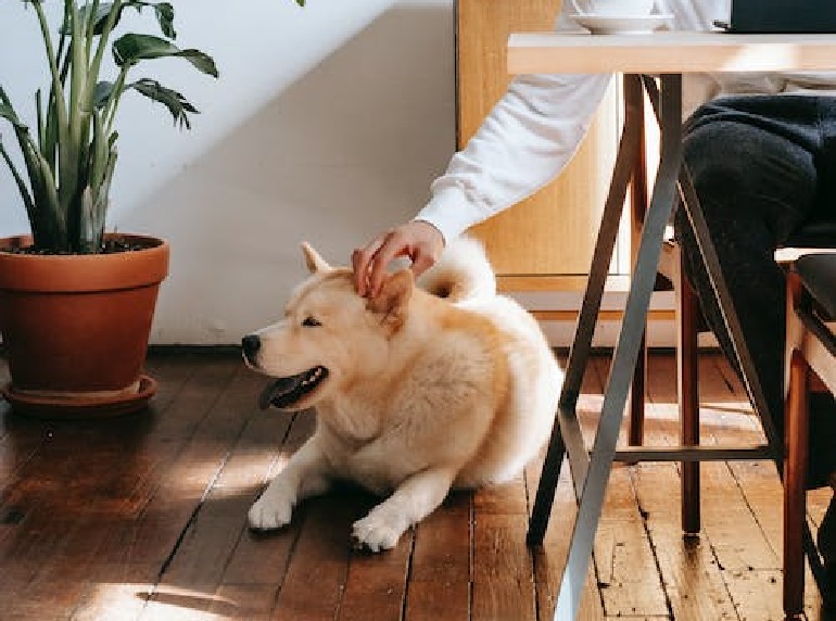 cost to own a dog