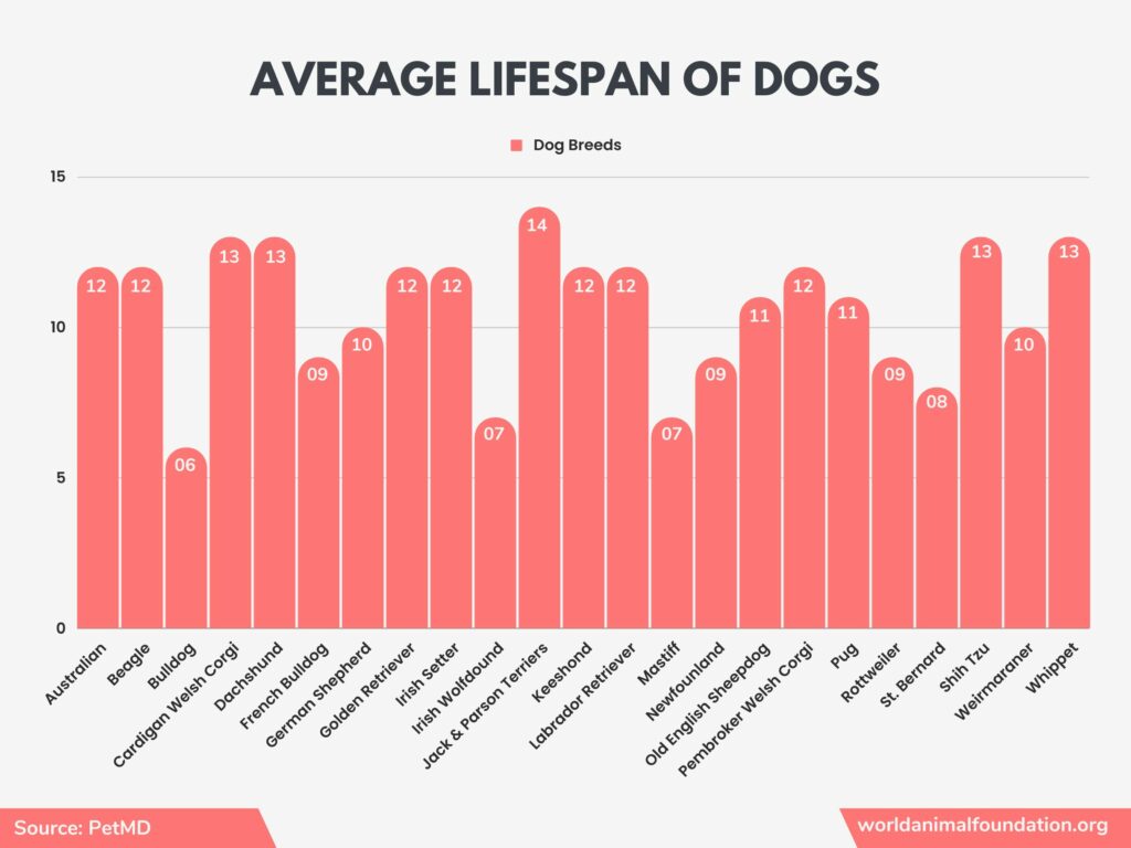 statistics on dogs