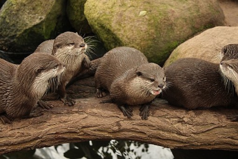 pet otter