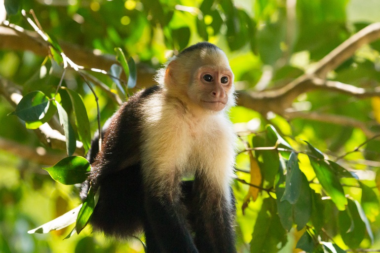 capuchin monkey
