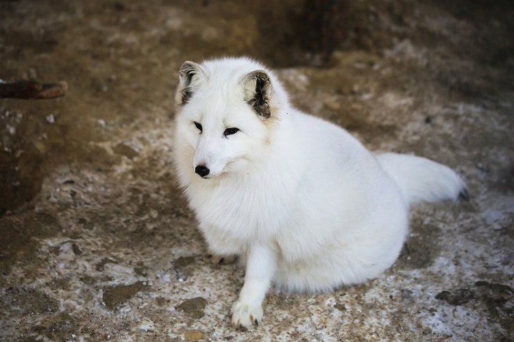 are arctic foxes cats or dogs