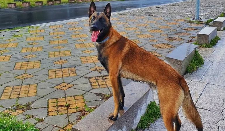 how bad do belgian malinois shed