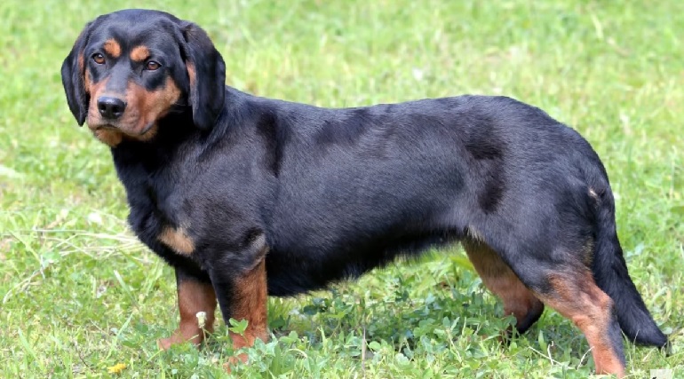 alpine dachsbracke
