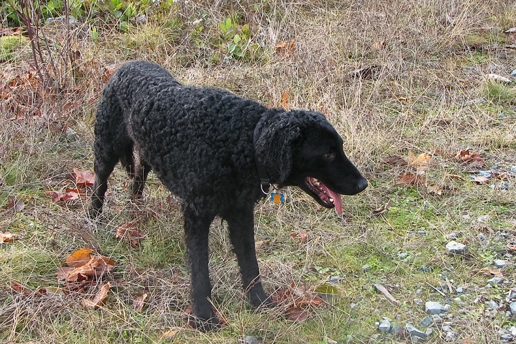 curly coated retriever