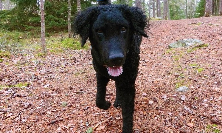 curly black dog