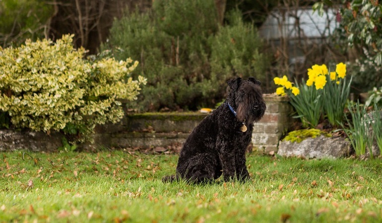 kerry blue terrier breeders