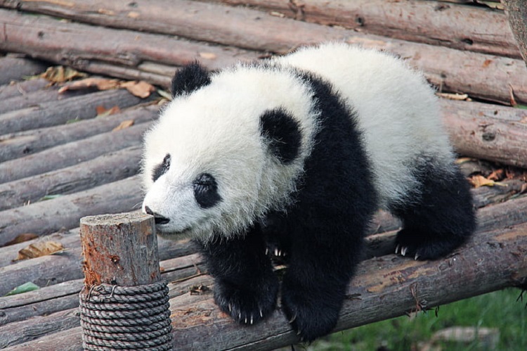 panda eating fish