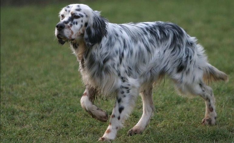 english setter
