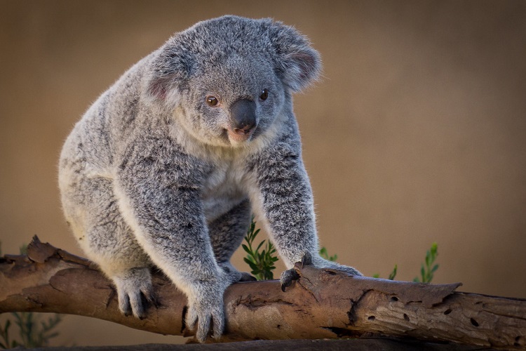 facts about koala bears