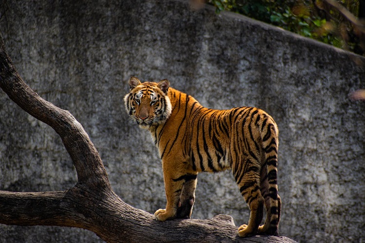 Tiger – Amazing Facts Of The Majestically Ferocious Animal