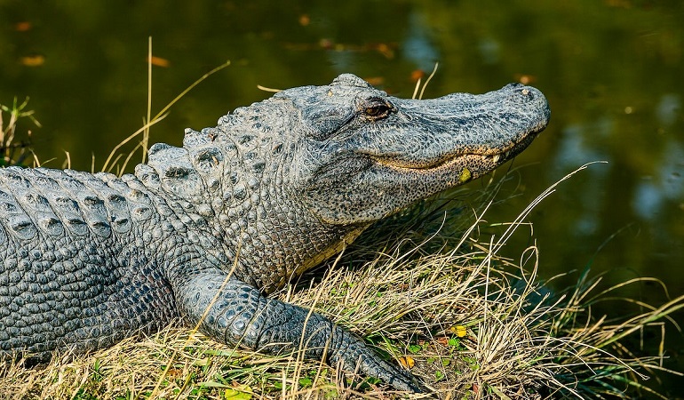 Caiman vs. Alligator - Can You Tell the Difference? 5 Main Differences  Explained - AZ Animals