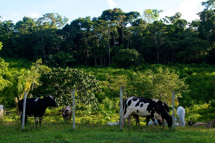 how many cows are in the us