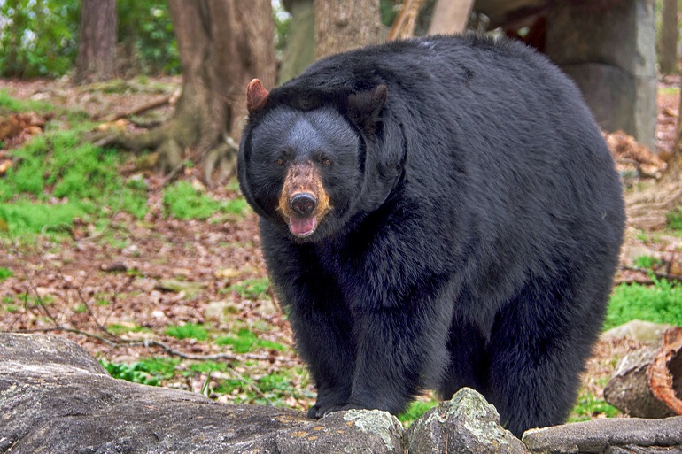 american black bear
