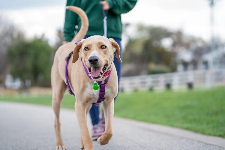 how many dogs does the average household have