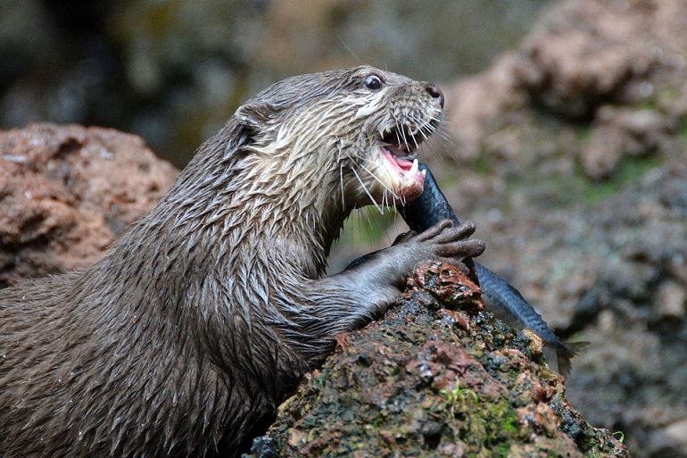 otter diet