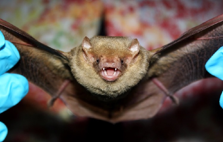 bat species