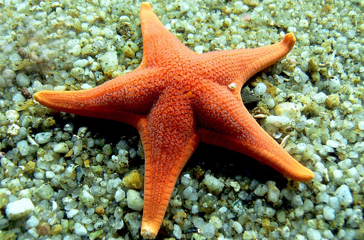 starfish internal anatomy