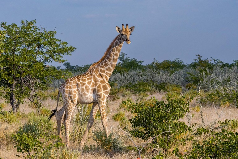 Angolan giraffe