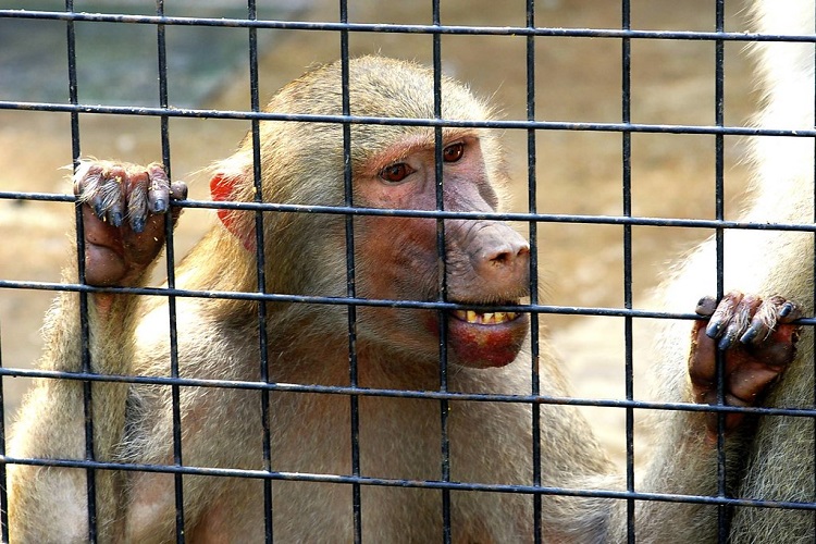 zoos abuse animals