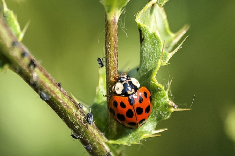 what do ladybugs do