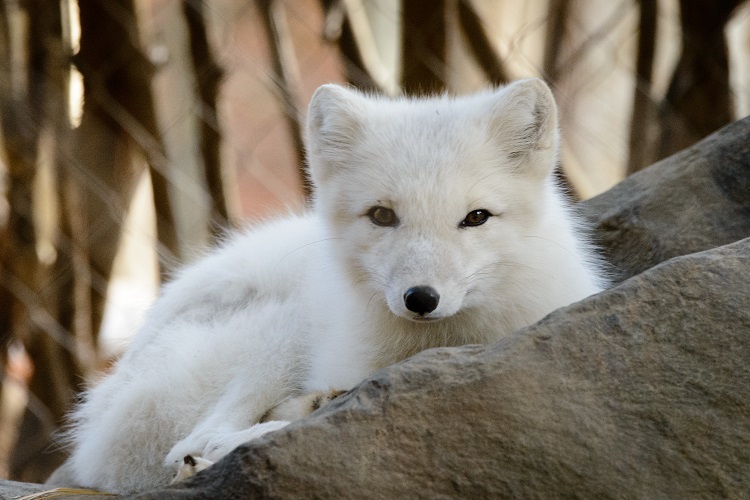 arctic fox information