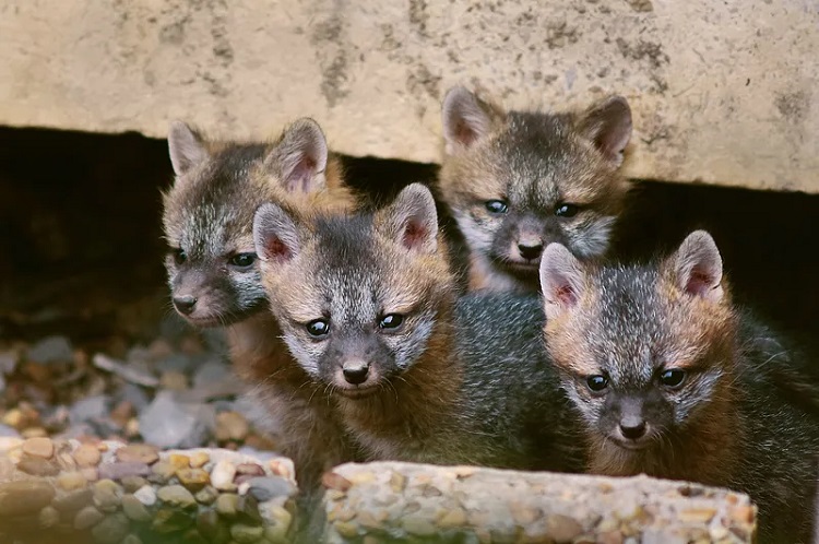 fun facts about arctic foxes