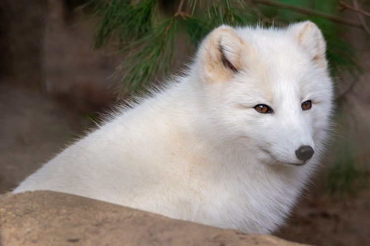 do arctic foxes hibernate