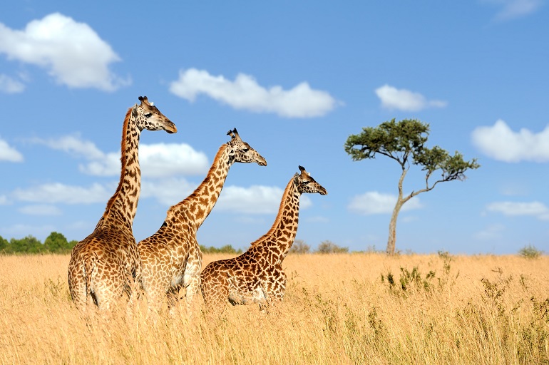 are giraffes endangered
