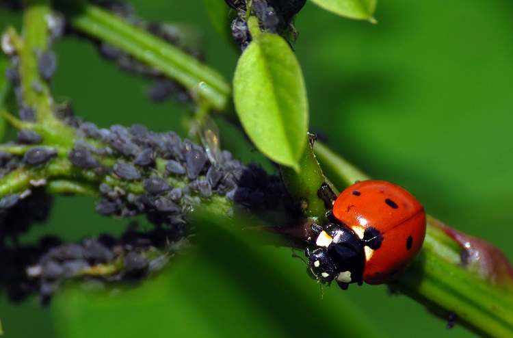 ladybug colors