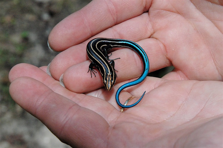 are skinks poisonous to dogs if eaten