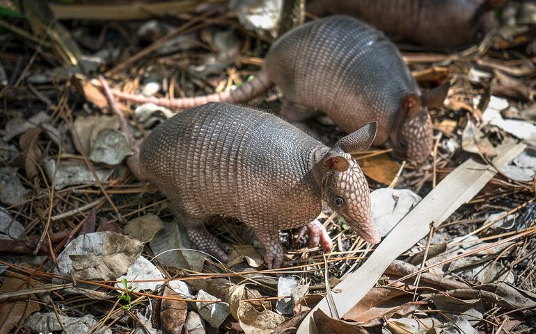 Armadillo eat