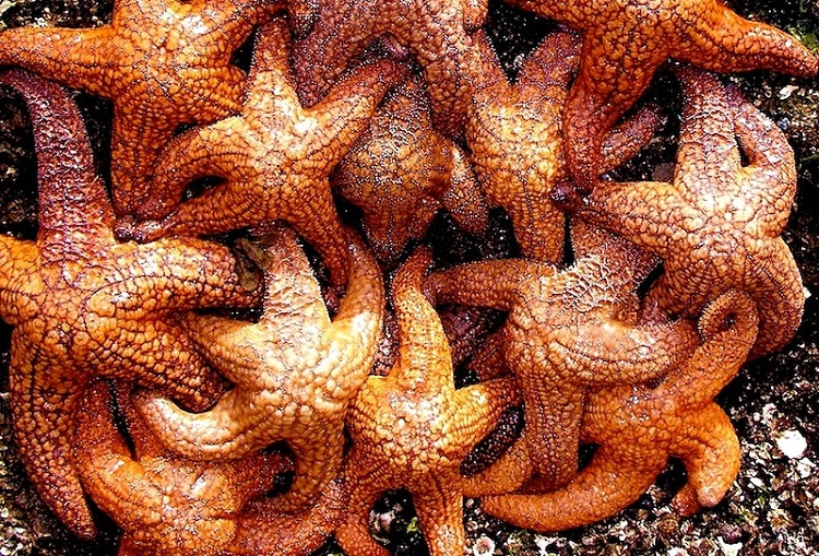 Texas State Aquarium - Happy Sea Star Sunday! Commonly known as starfish,  these unique creatures aren't fish at all, since they don't have fins,  gills, or backbones. Instead, they belong to the