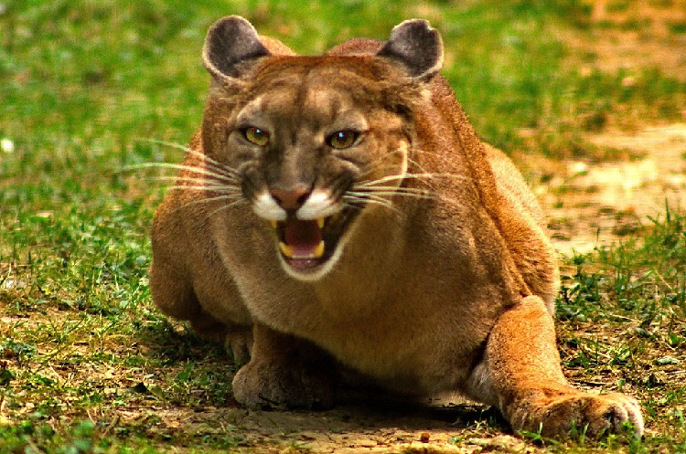 puma cougar mountain lion