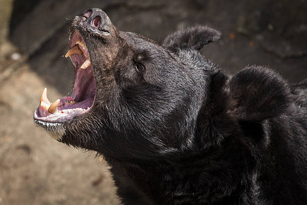 black bear bite force
