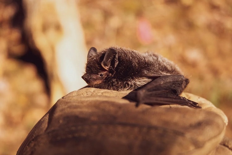 what species is a bat