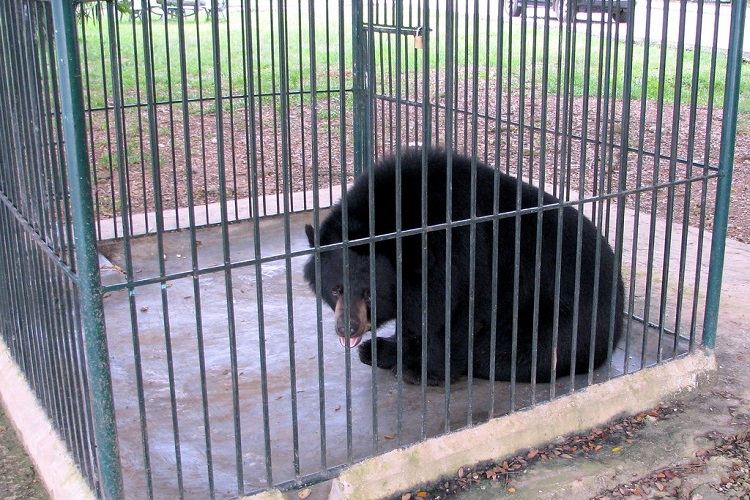 bear bile