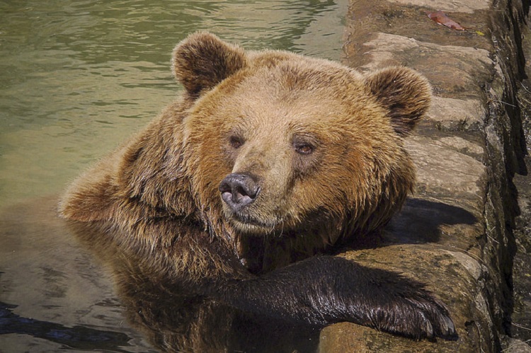 how long do grizzly bears live