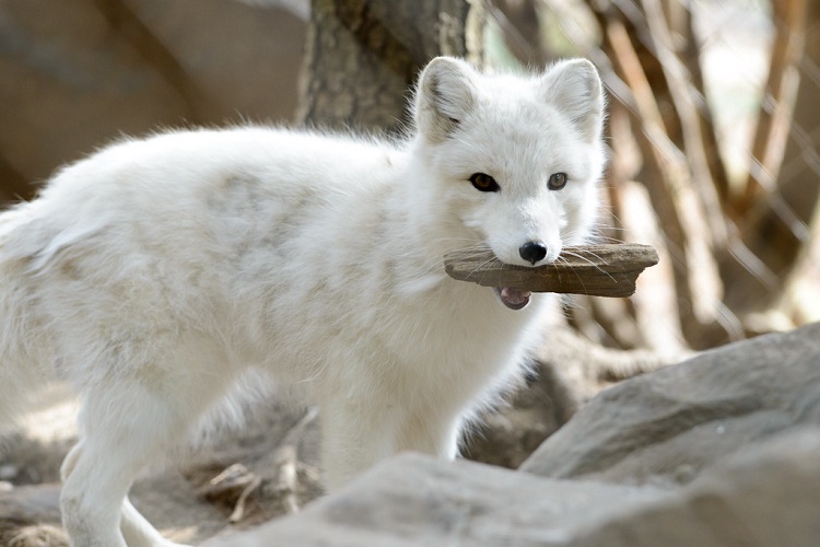 Arctic Fox Facts & Information Guide - Aurora Expeditions™