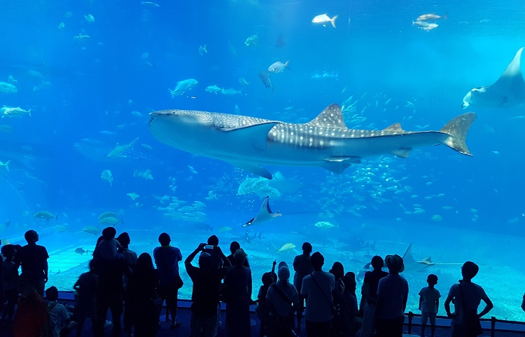 how big are whale sharks