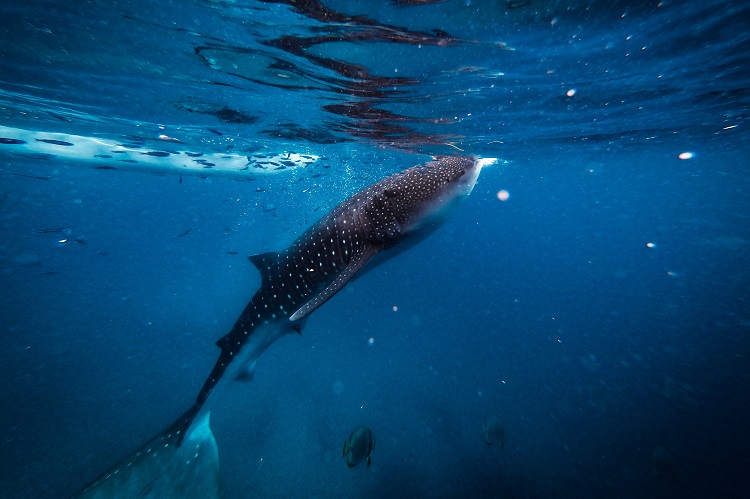 whale sharks weight